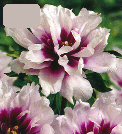 Paeonia Cora Louise