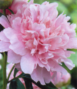 Paeonia Dinner Plate