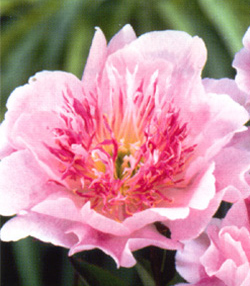 Paeonia Do Tell