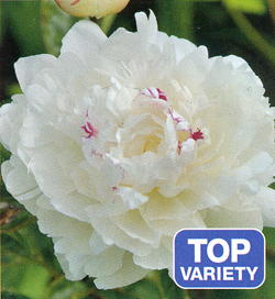 Paeonia Festiva Maxima