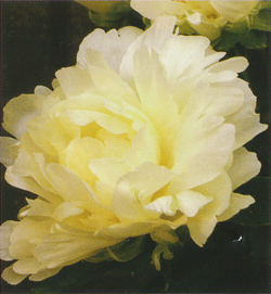 Paeonia Goldmine