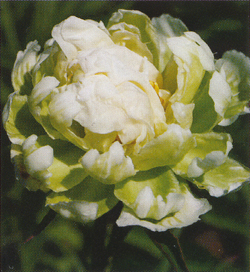 Paeonia Greeen Halo