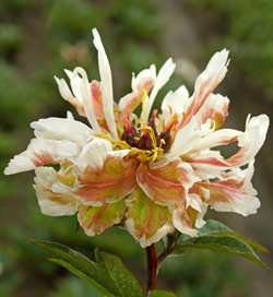 Paeonia Green Lotus