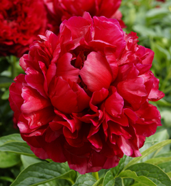 Paeonia Henry Bockstoce