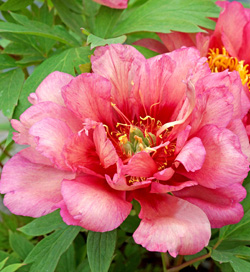 Paeonia Hillary