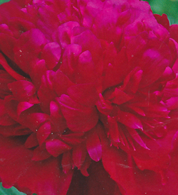 Paeonia Inspecteur Lavergne