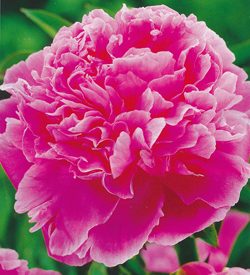 Paeonia Jacorma