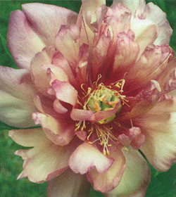 Paeonia Julia Rose