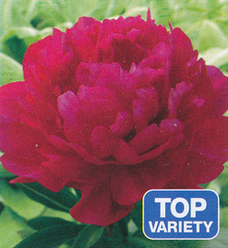 Paeonia Kansas