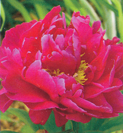 Paeonia Karl Rosenfield