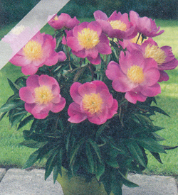 Paeonia Kiev