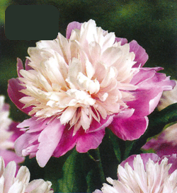 Paeonia Lady Liberty