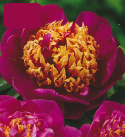 Paeonia Le Charme