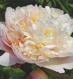 Paeonia Madame Calot