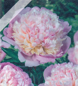 Paeonia Mme Calot