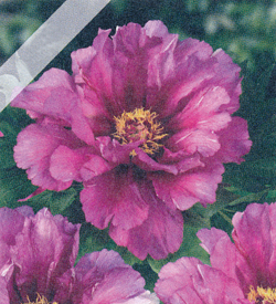 Paeonia Morning Lilac