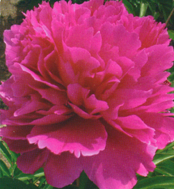 Paeonia Orient Jewel