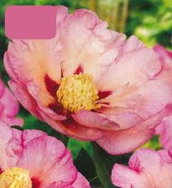 Paeonia Pastel Splendor