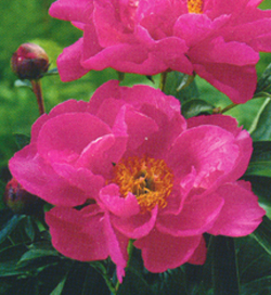 Paeonia Paula Fay