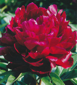 Paeonia Peter Brand