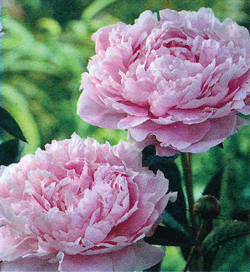 Paeonia Pink