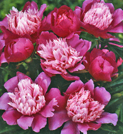 Paeonia Pink Cameo