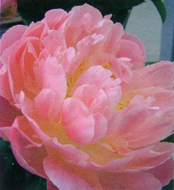 Paeonia Pink Hawaiian Coral