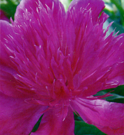 Paeonia Purple Spider