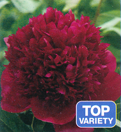 Paeonia Red Charm