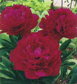 Paeonia Red Magic