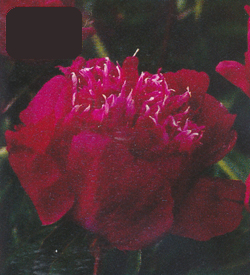 Paeonia Red Spider