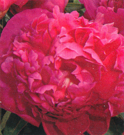 Paeonia Renato