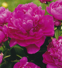 Paeonia Riches and Fame