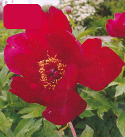 Paeonia Scarlet Heaven