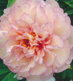 Paeonia Scrumdiddlyumptious