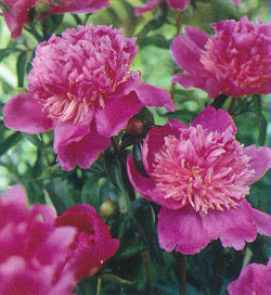 Paeonia Sebastian Maas