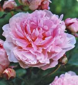 Paeonia Taff