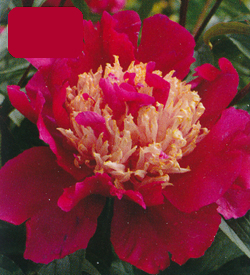 Paeonia Tom Cat