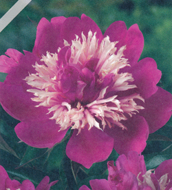 Paeonia Top Hat