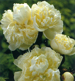 Paeonia White