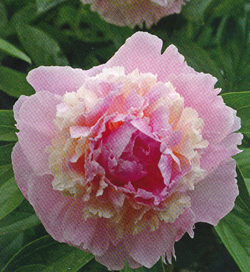 Paeonia Whopper