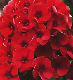 Phlox Grenadine Dream Phlox Grenadine Dream