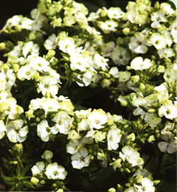Phlox Jade Phlox Jade