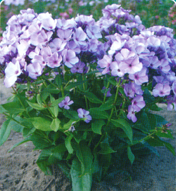 Phlox Jeff´s Blue Phlox Jeff´s Blue