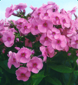 Phlox Jeff´s Pink Phlox Jeff´s Pink