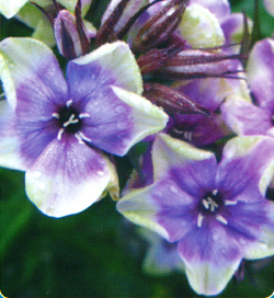 Phlox Mike´s Choice