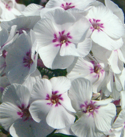 Phlox Mike´s Favourite Phlox Mike´s Favourite