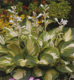 Hosta Popcorn Hosta Popcorn