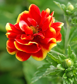 Potentilla Arc-en-Ciel Potentilla Arc-en-Ciel