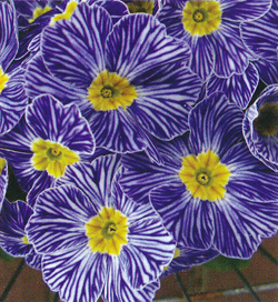 Primula Blue Zebra Primula Blue Zebra